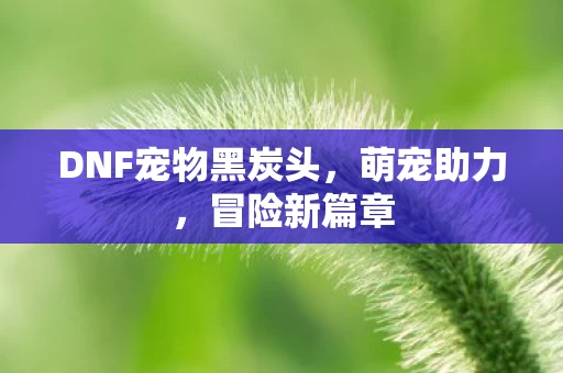 DNF宠物黑炭头图片