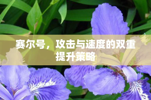 攻击与速度的双重提升策略图片