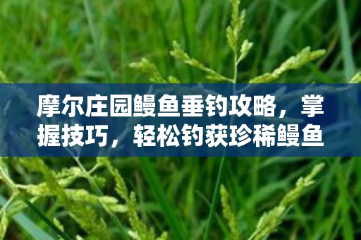 摩尔庄园鳗鱼垂钓攻略图片