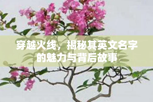 揭秘其英文名字的魅力与背后故事图片