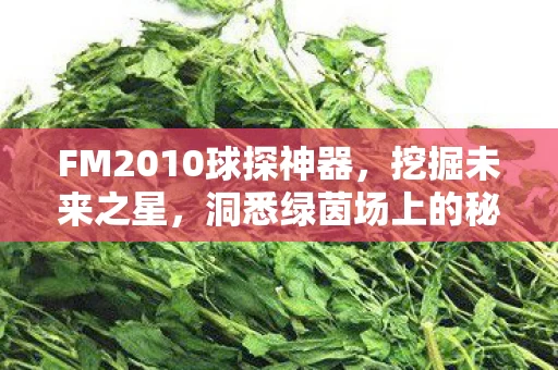 FM2010球探神器图片