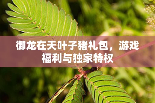 御龙在天叶子猪礼包图片