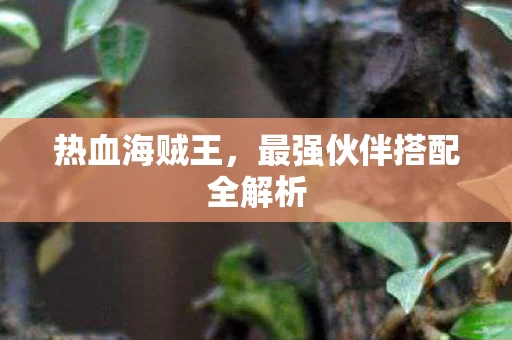 最强伙伴搭配全解析图片