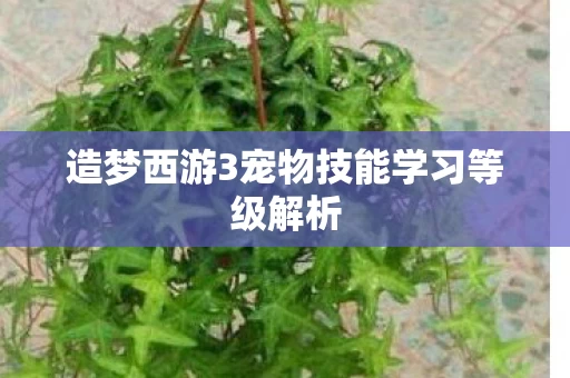 造梦西游3宠物技能学习等级解析图片