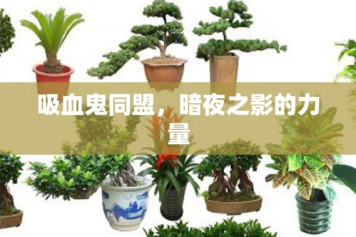 暗夜之影的力量图片