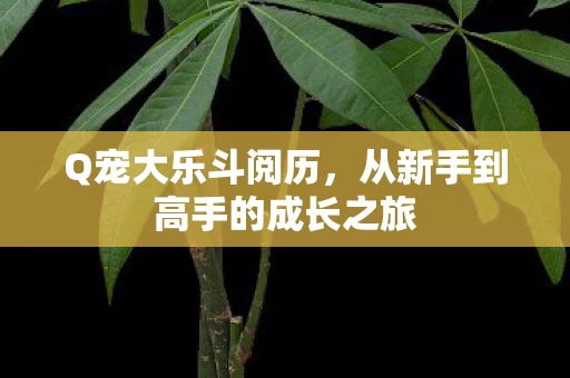 从新手到高手的成长之旅图片