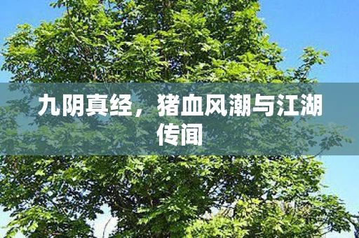 猪血风潮与江湖传闻图片