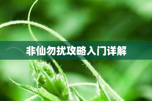 非仙勿扰攻略入门详解图片