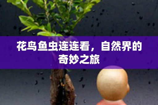 自然界的奇妙之旅图片