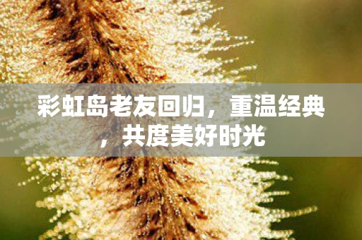 彩虹岛老友回归图片