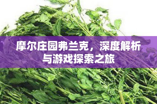 深度解析与游戏探索之旅图片