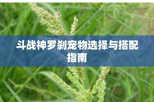 斗战神罗刹宠物选择与搭配指南图片