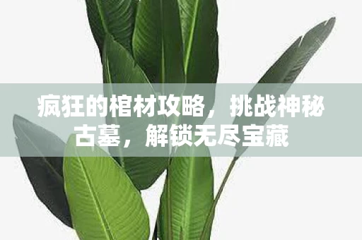 疯狂的棺材攻略图片
