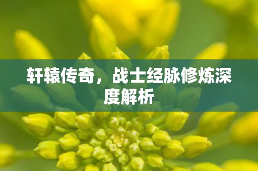 战士经脉修炼深度解析图片