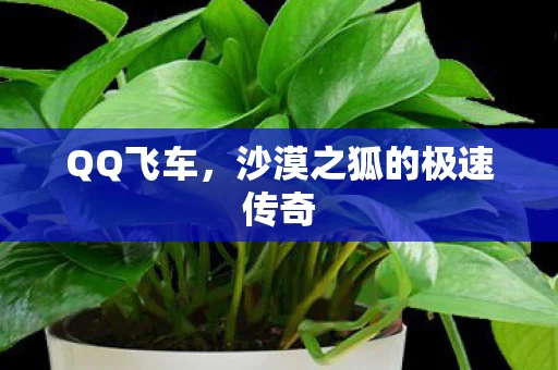 沙漠之狐的极速传奇图片
