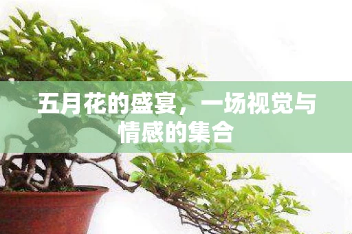 一场视觉与情感的集合图片