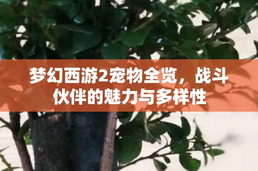 战斗伙伴的魅力与多样性图片
