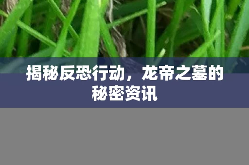 龙帝之墓的秘密资讯图片