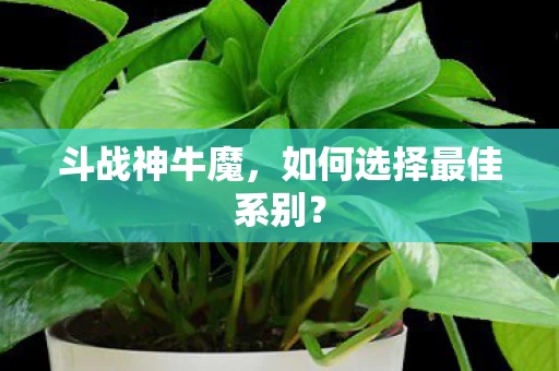 如何选择最佳系别图片