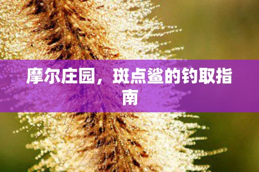 斑点鲨的钓取指南图片