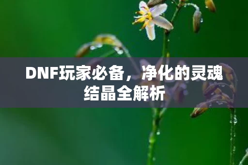 净化的灵魂结晶全解析图片