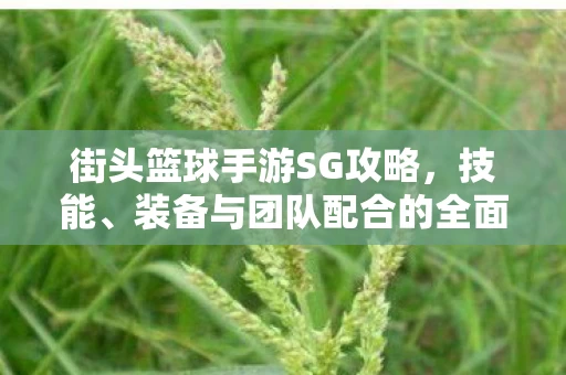 装备与团队配合的全面解析图片