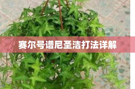 赛尔号谱尼圣洁打法详解图片