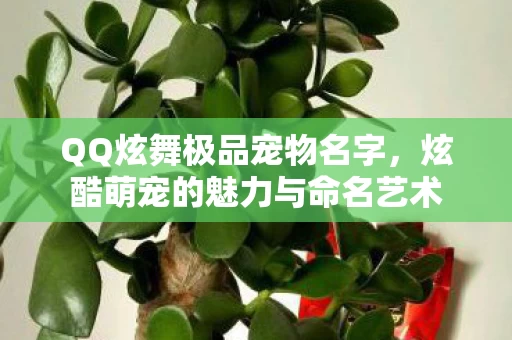 炫酷萌宠的魅力与命名艺术图片