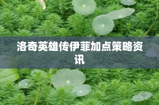 洛奇英雄传伊菲加点策略资讯图片