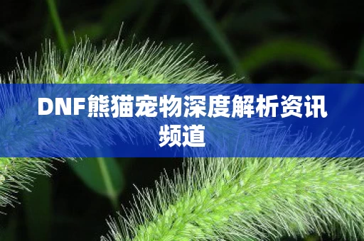 DNF熊猫宠物深度解析资讯频道图片