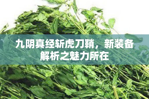 新装备解析之魅力所在图片