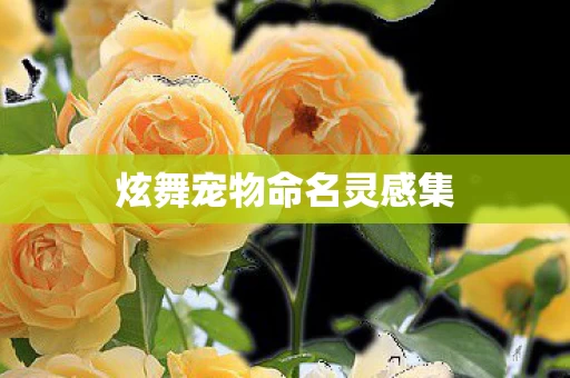 炫舞宠物命名灵感集图片