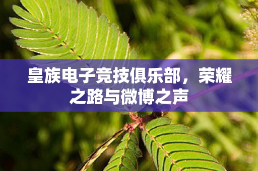 皇族电子竞技俱乐部图片