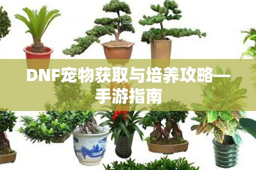 DNF宠物获取与培养攻略图片