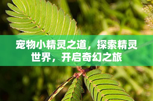 宠物小精灵之道图片