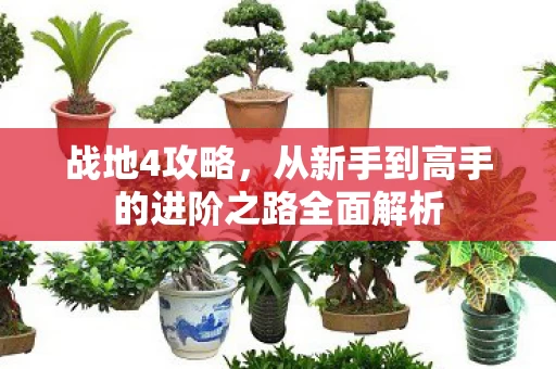 从新手到高手的进阶之路全面解析图片