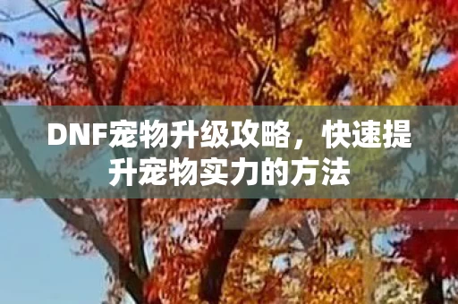 快速提升宠物实力的方法图片