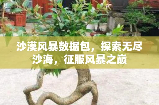 沙漠风暴数据包图片