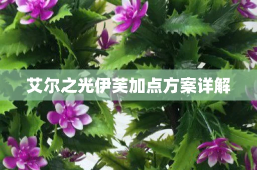 艾尔之光伊芙加点方案详解图片
