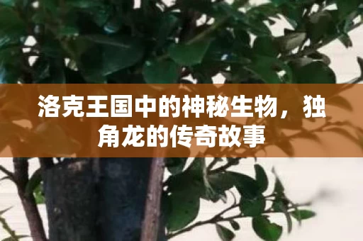 洛克王国中的神秘生物图片