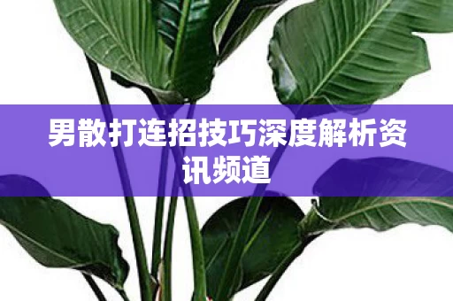 男散打连招技巧深度解析资讯频道图片