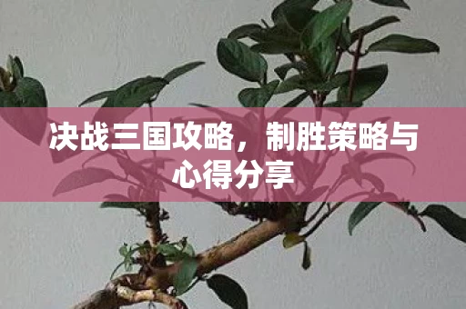 制胜策略与心得分享图片