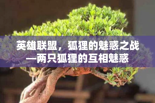 两只狐狸的互相魅惑图片