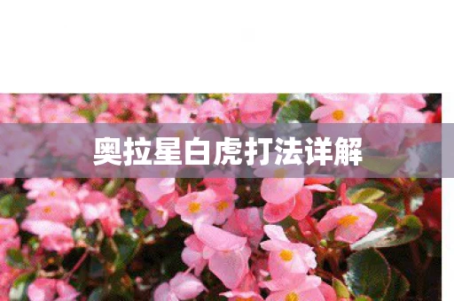奥拉星白虎打法详解图片