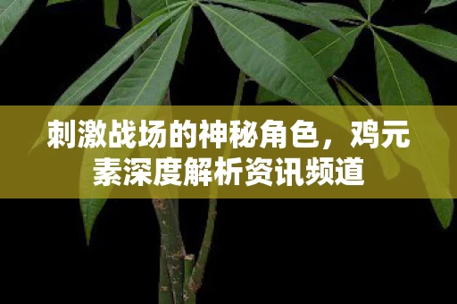 鸡元素深度解析资讯频道图片
