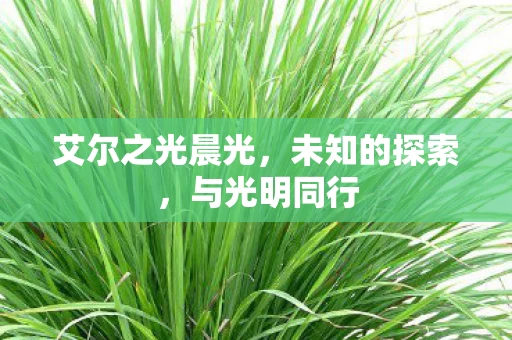 艾尔之光晨光图片