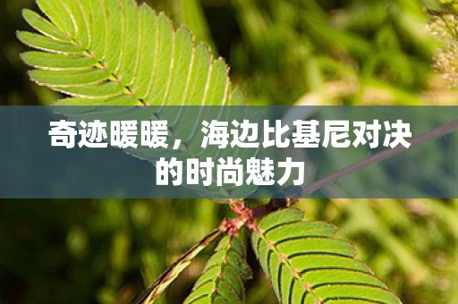 海边比基尼对决的时尚魅力图片