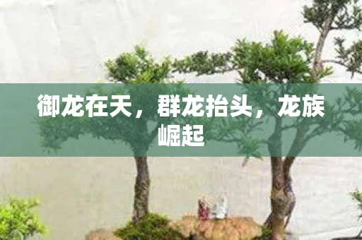 御龙在天图片