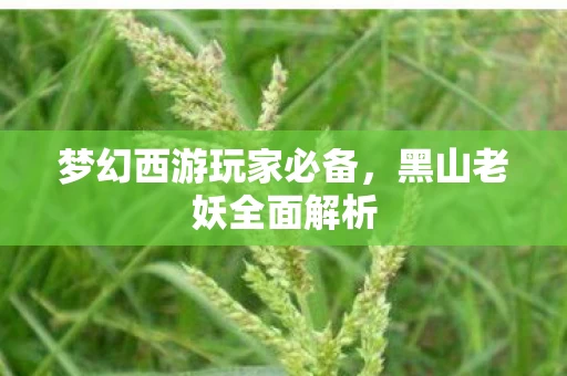 梦幻西游玩家必备图片