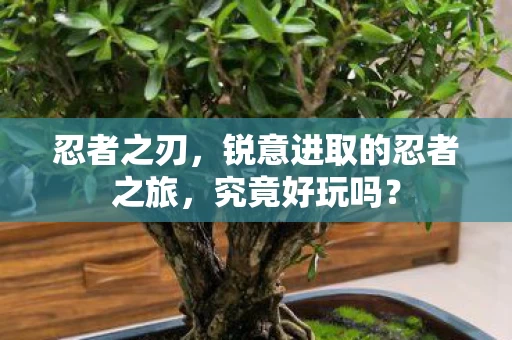 锐意进取的忍者之旅图片